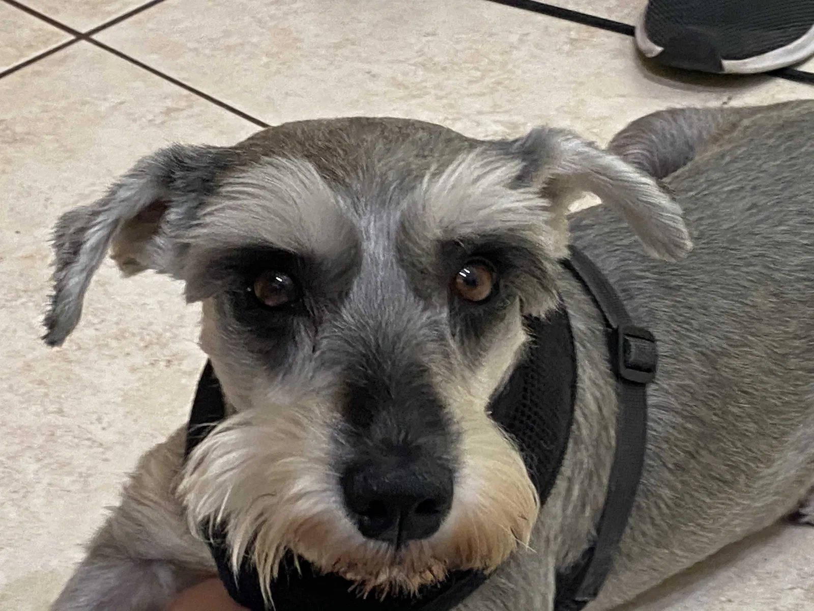 Lost dog in Miami, FL, 33185