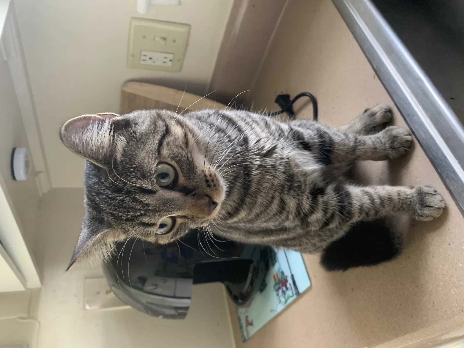 Lost cat in Winston Salem, NC, 27104