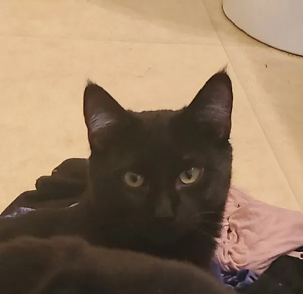 Lost cat in Saint Paul, MN, 55104