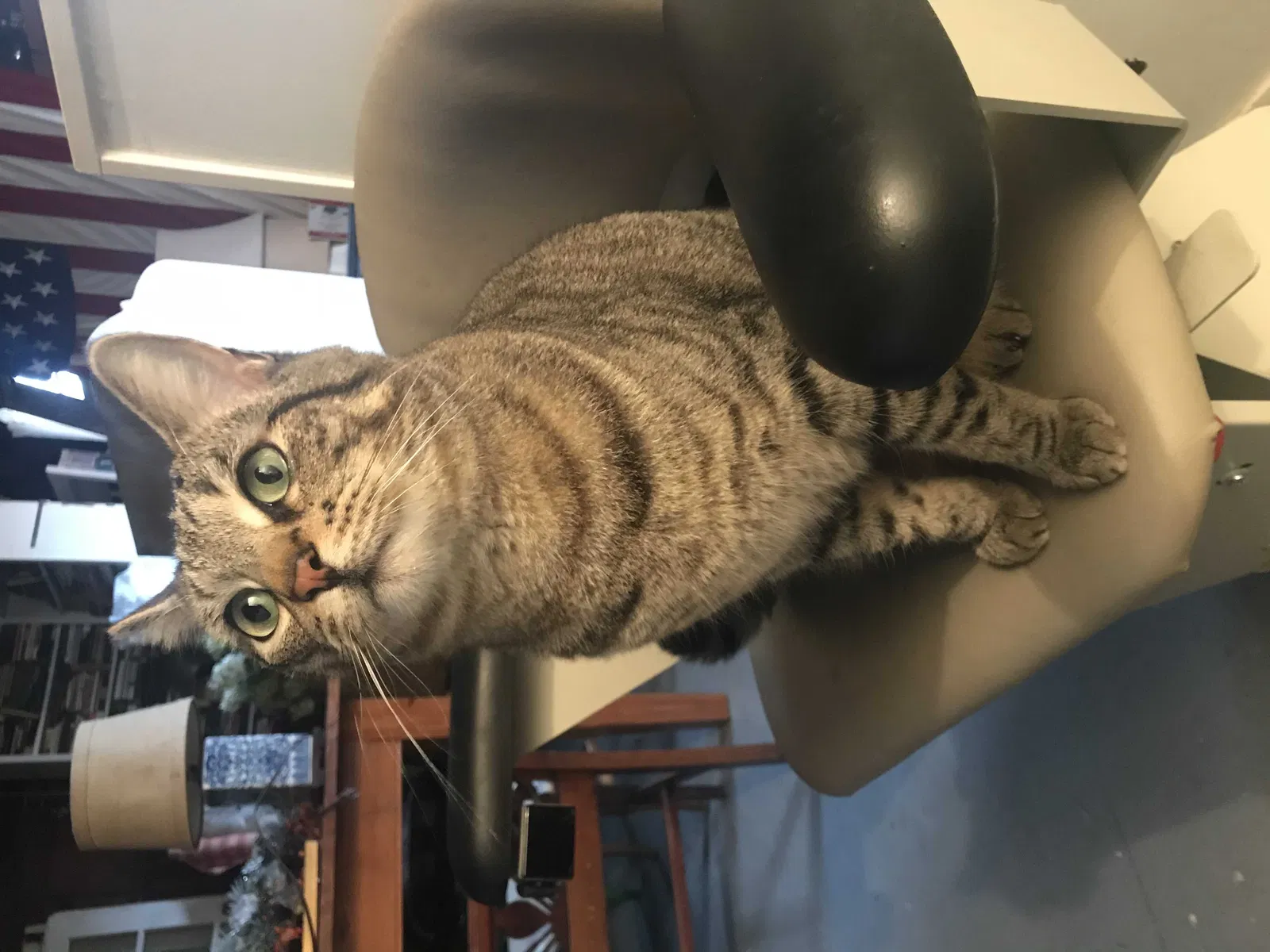 Lost cat in Chester, VA, 23831
