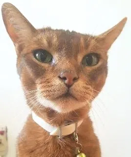 Lost cat in San Marcos, CA, 92069