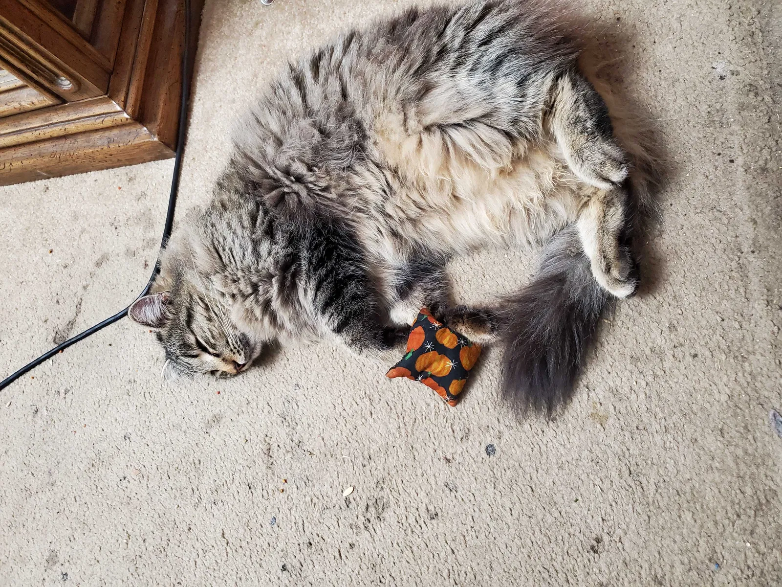 Lost cat in Concord, CA, 94518