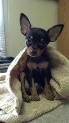 Lost dog in Unknown, FL, 23714