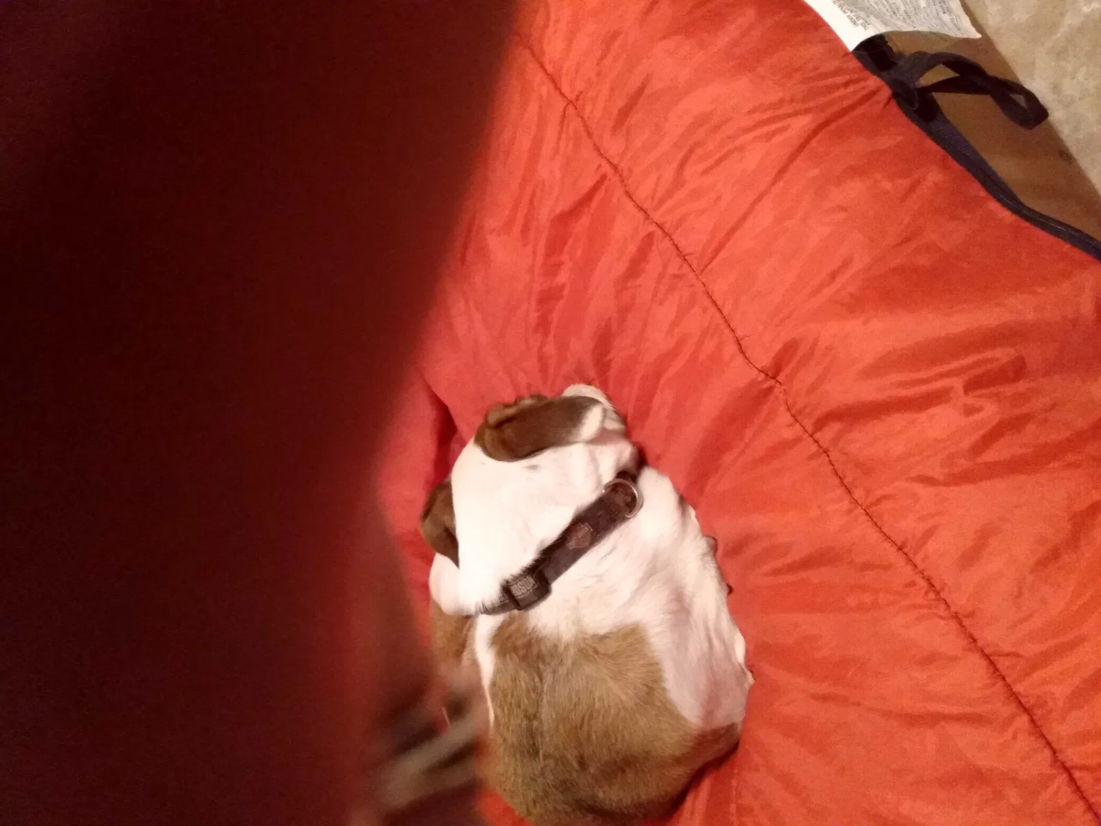 Found dog in Altus, AR, 72821
