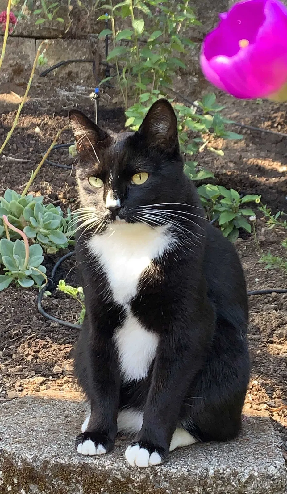 Lost cat in Novato, CA, 94947
