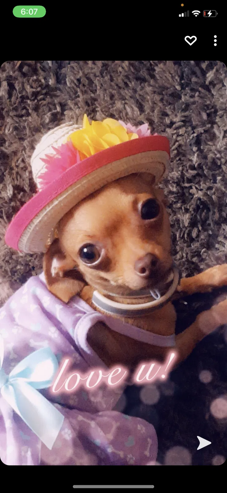 Lost dog in Tallahassee, FL, 32301