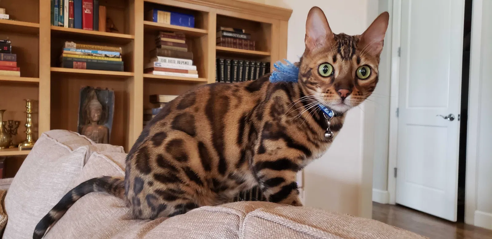 Lost cat in Englewood, CO, 80111