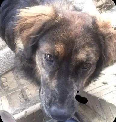 Lost dog in Marianna, AR, 72360