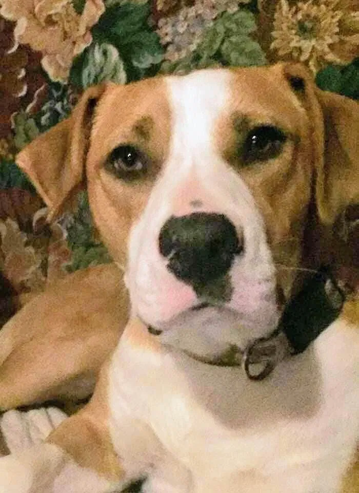 Lost dog in Unknown, AR, 73360