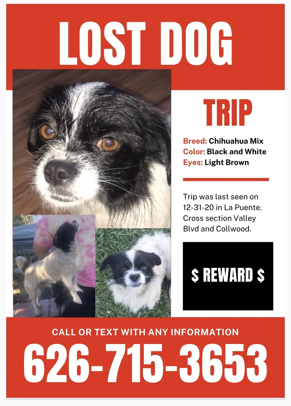 Lost dog in La Puente, CA, 91746