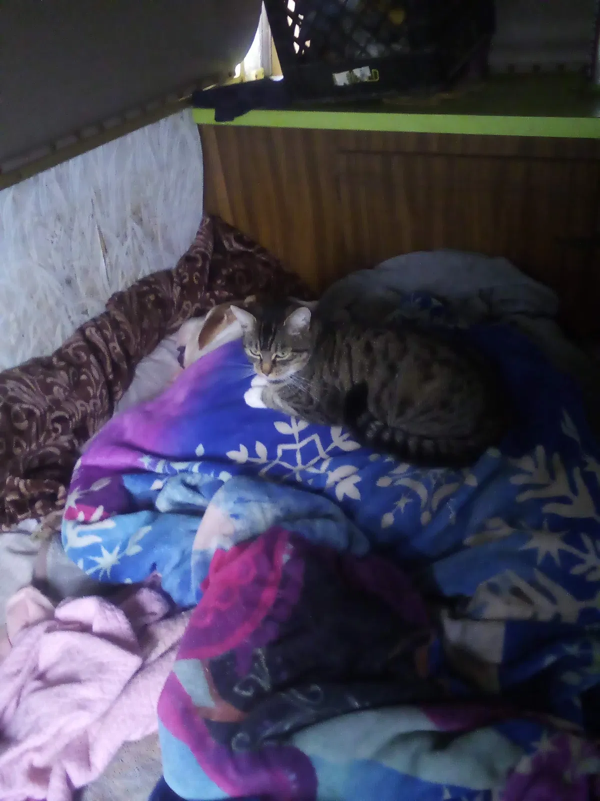 Lost cat in Lakewood, WA, 98499