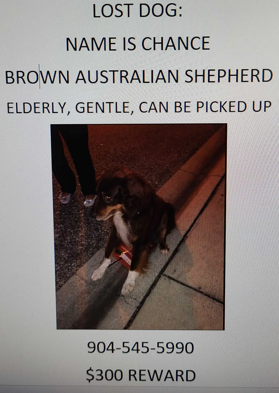 Lost dog in Saint Johns, FL, 32259