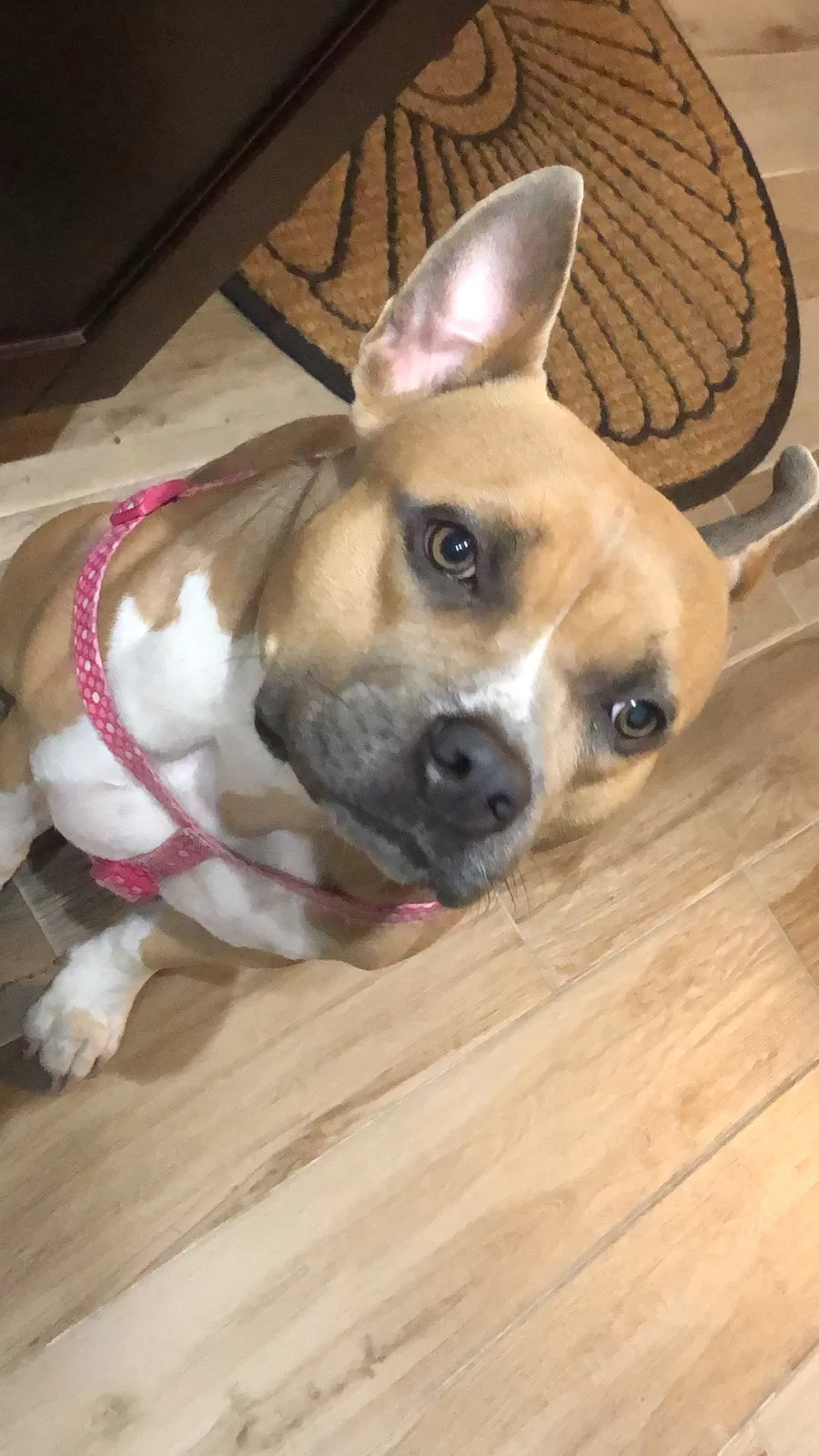 Lost dog in Clearwater, FL, 33758