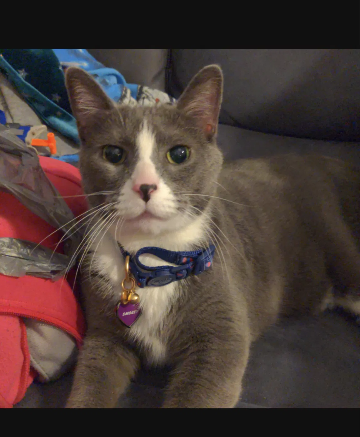 Lost cat in Griffith, IN, 46319