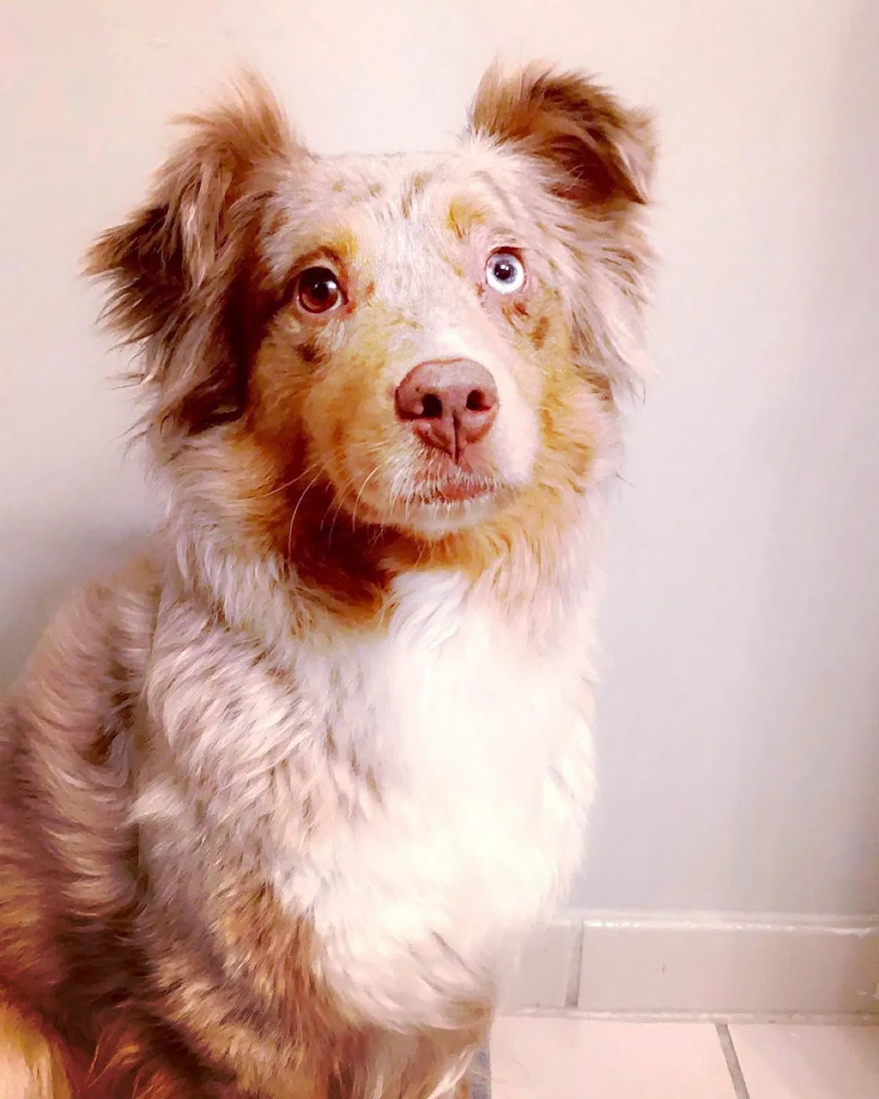 Lost dog in Florence, SC, 29501