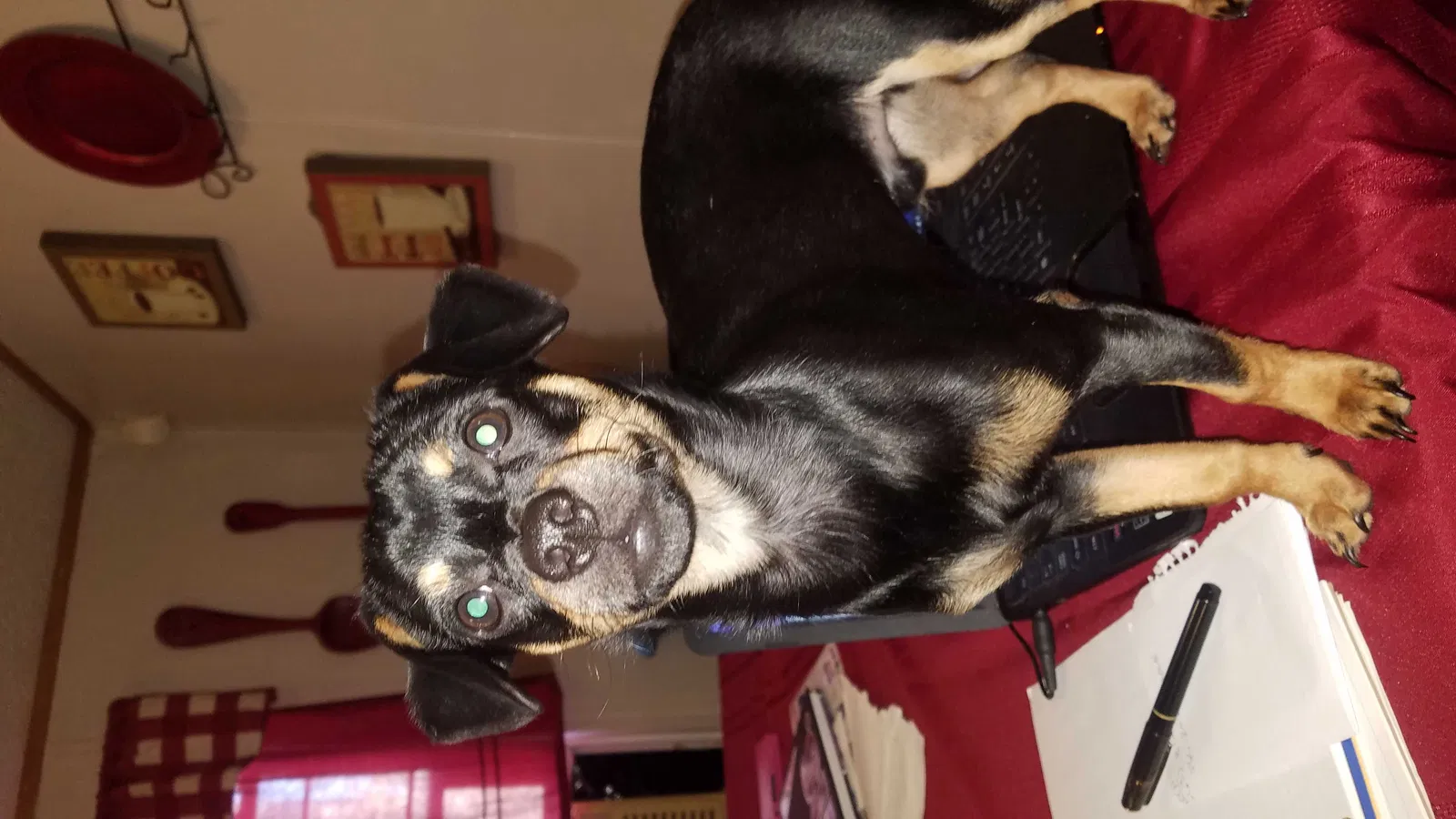 Lost dog in Walnut Grove, MO, 65770