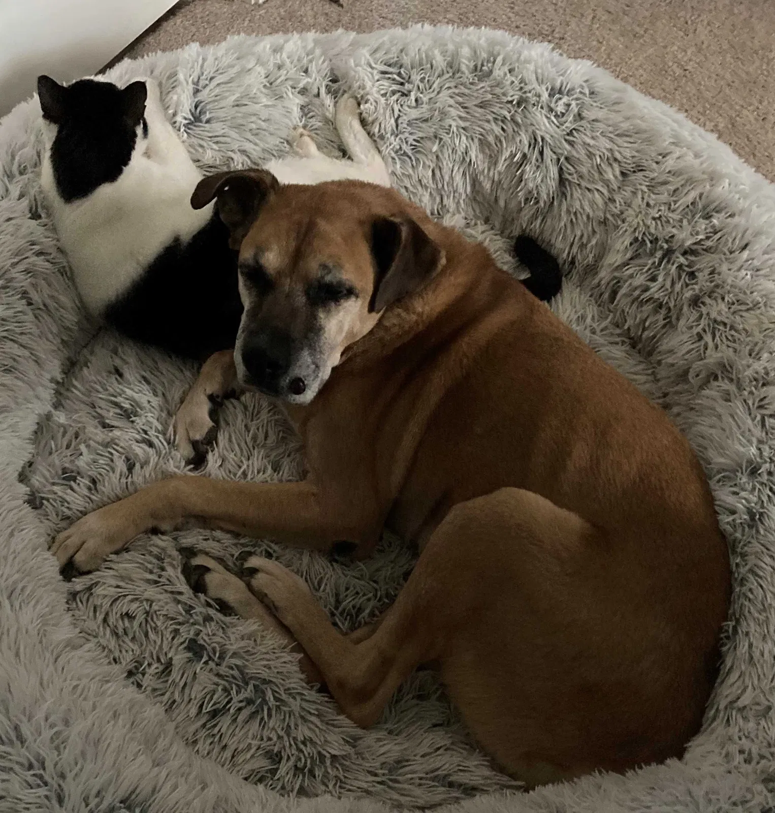 Lost dog in Memphis, TN, 38135