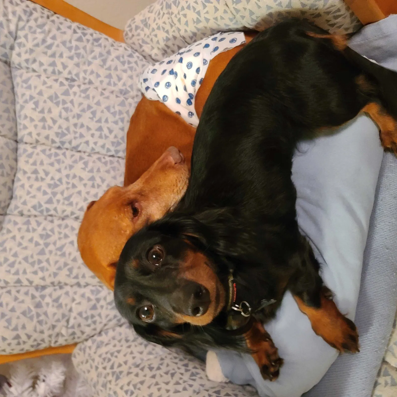 Lost dog in Harlingen, TX, 78552