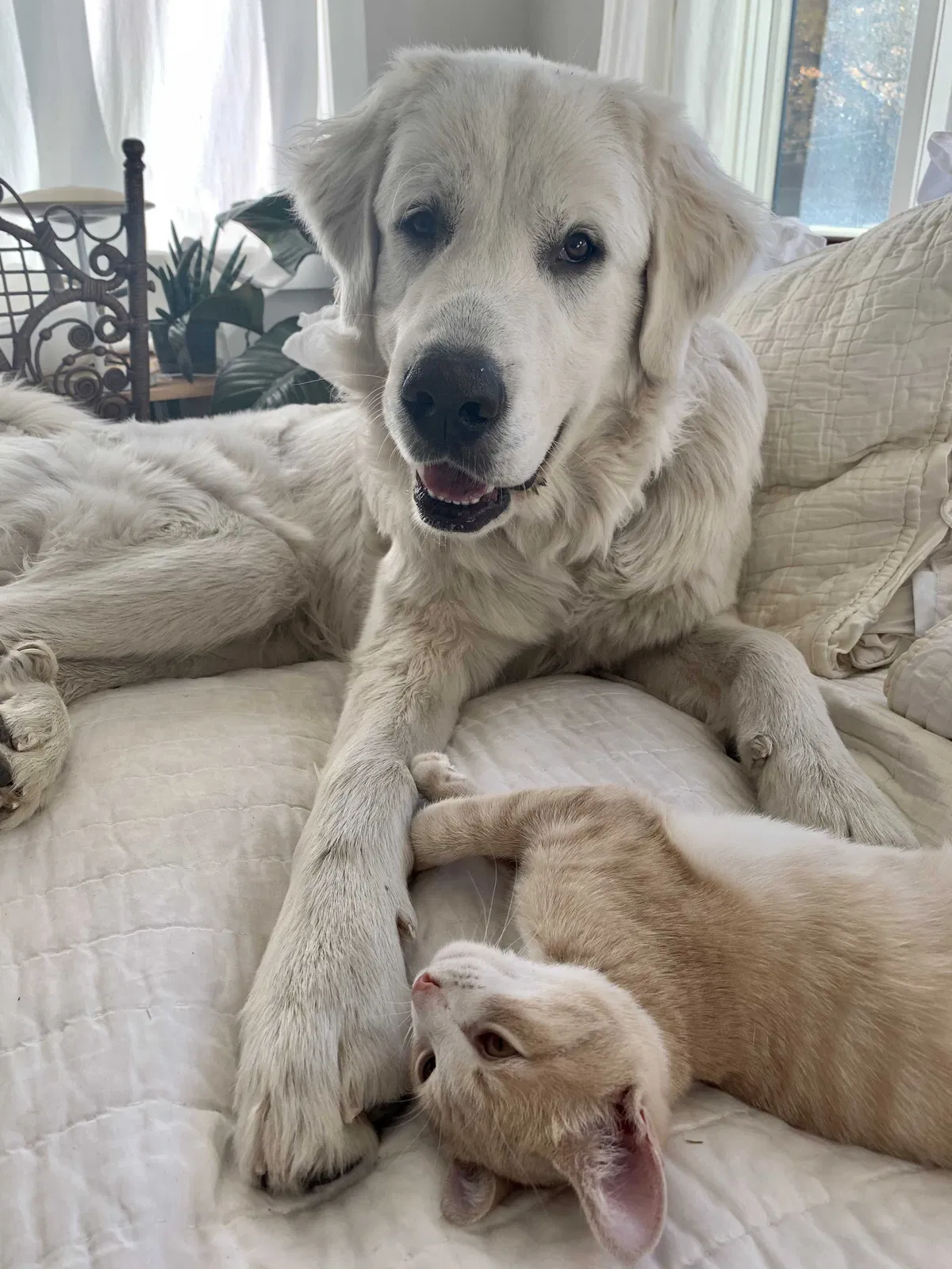 Lost dog in Indian Hills, CO, 80454