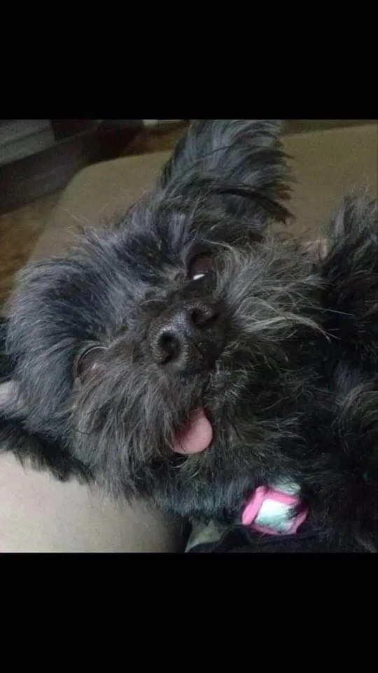 Lost dog in Henderson, NV, 89015