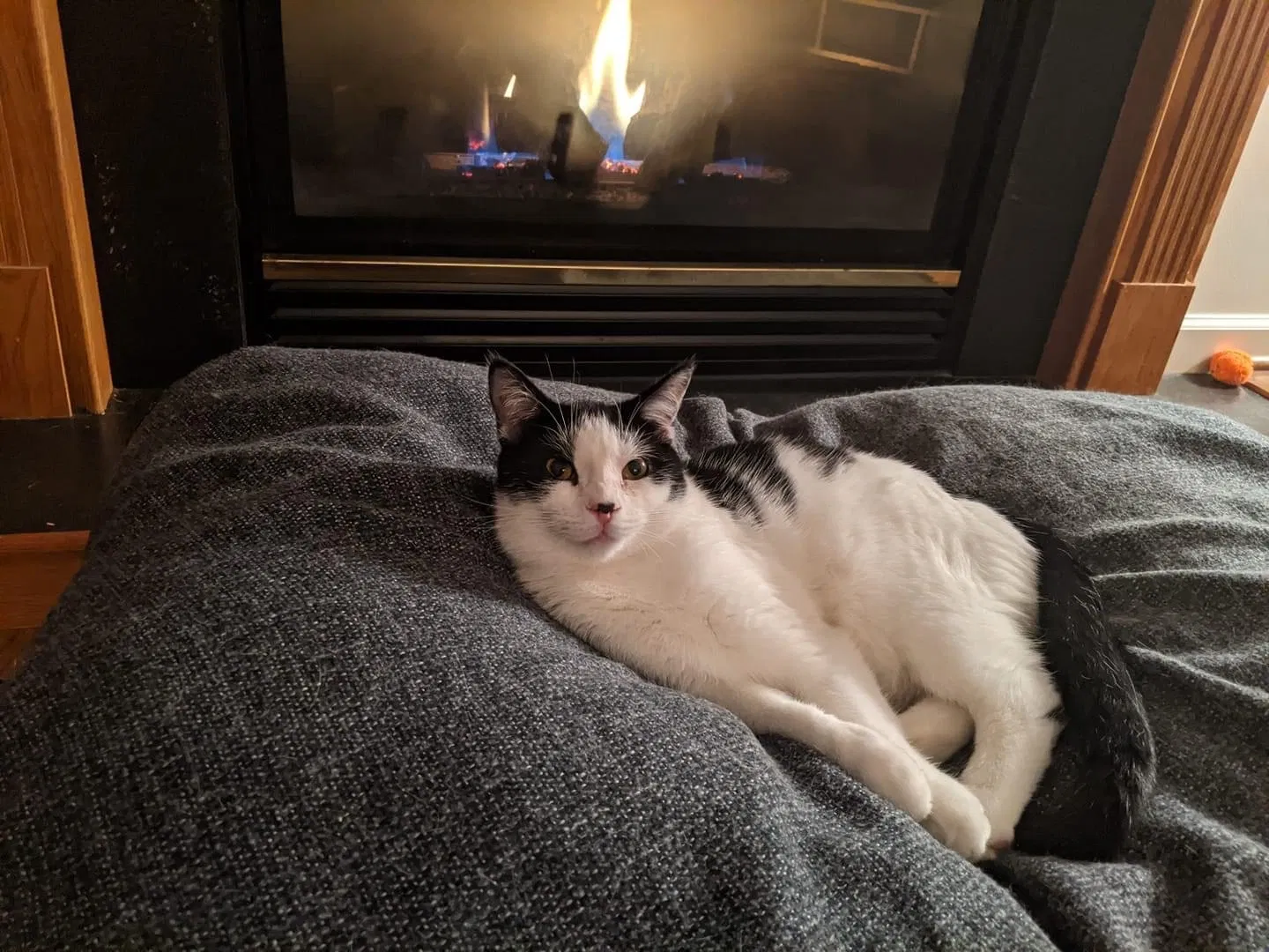 Lost cat in York, PA, 17407