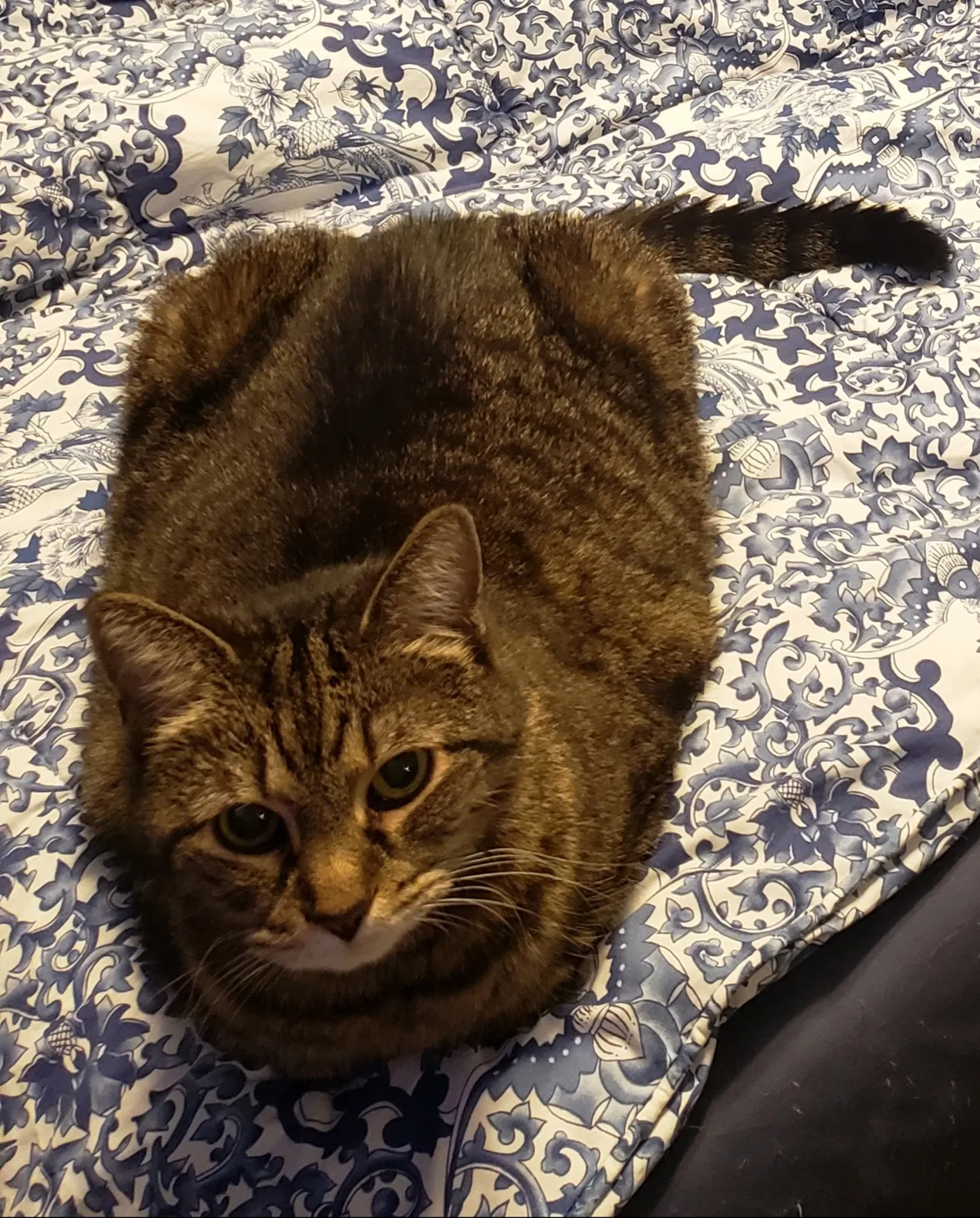 Lost cat in Wilmington, OH, 45177