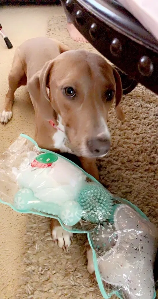 Lost dog in Temple, TX, 76502