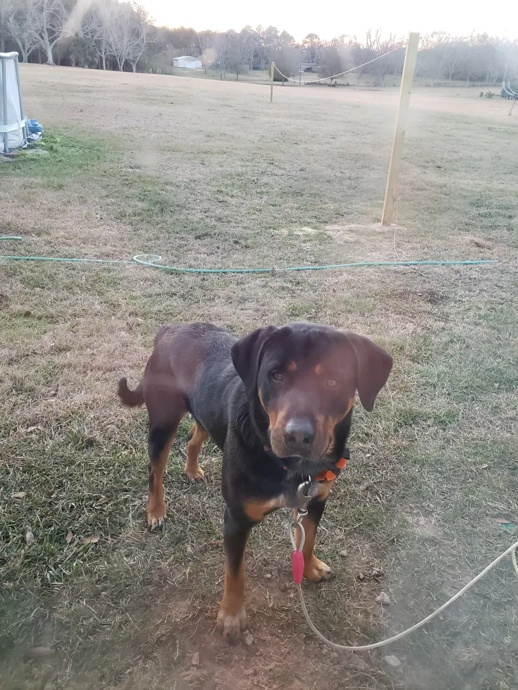 Found dog in Grand Bay, AL, 36541