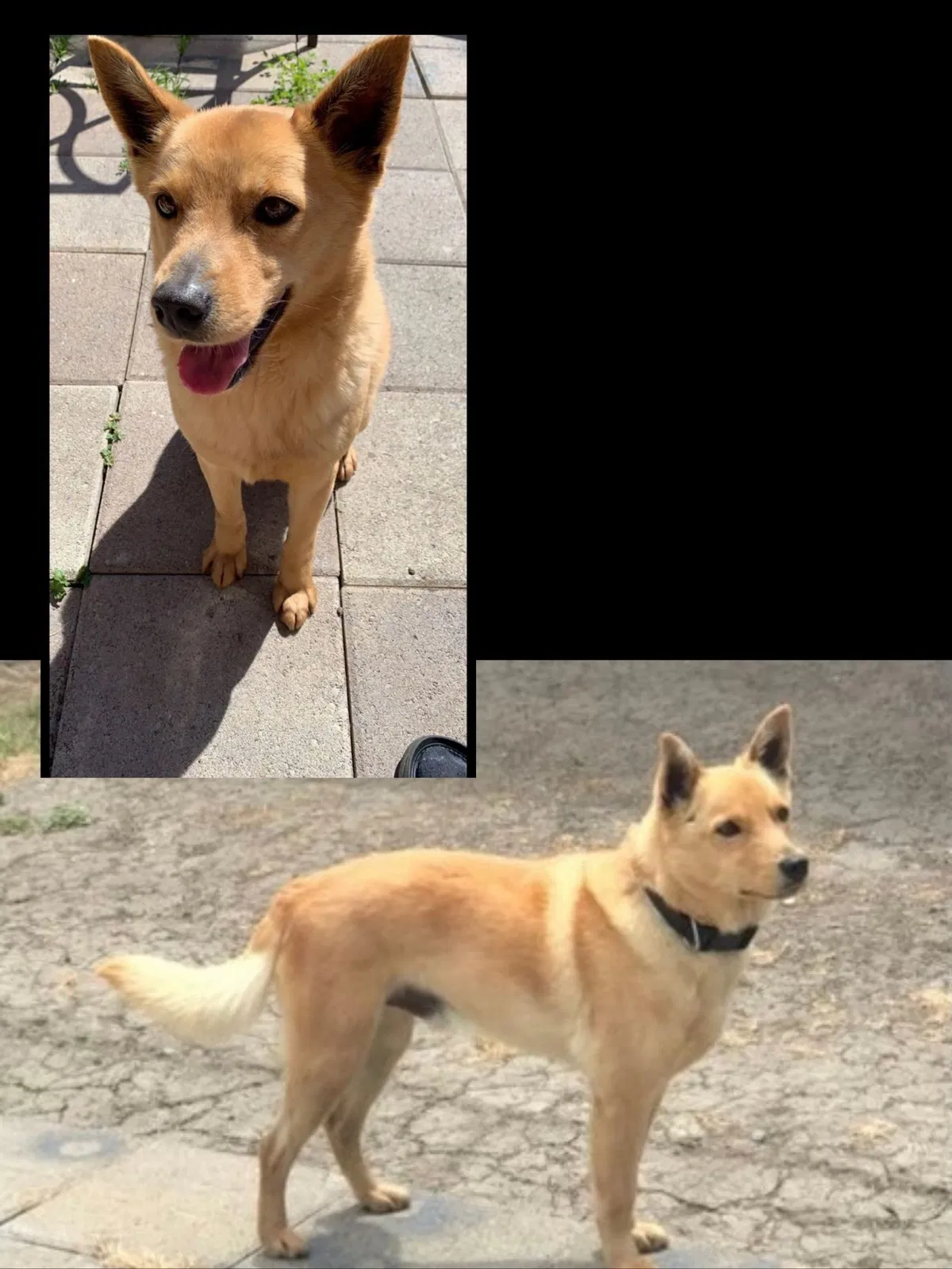 Lost dog in San Pablo, CA, 94806