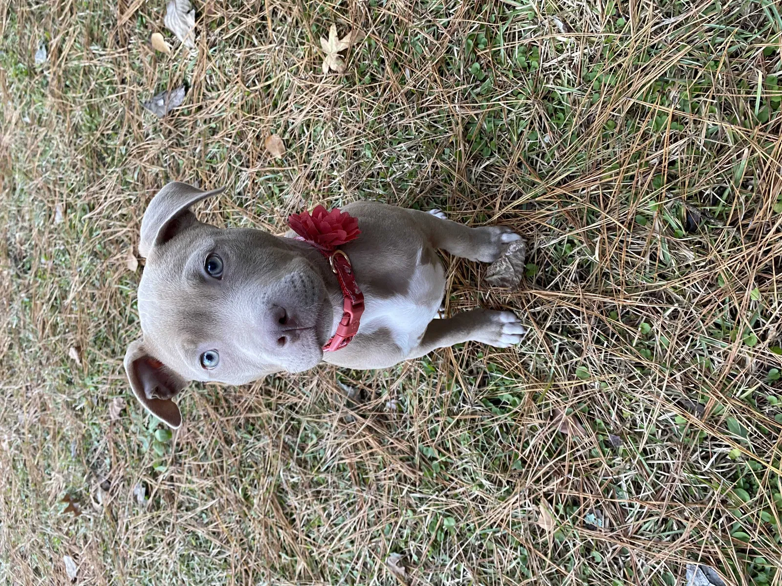 Lost dog in Fayetteville, NC, 28314