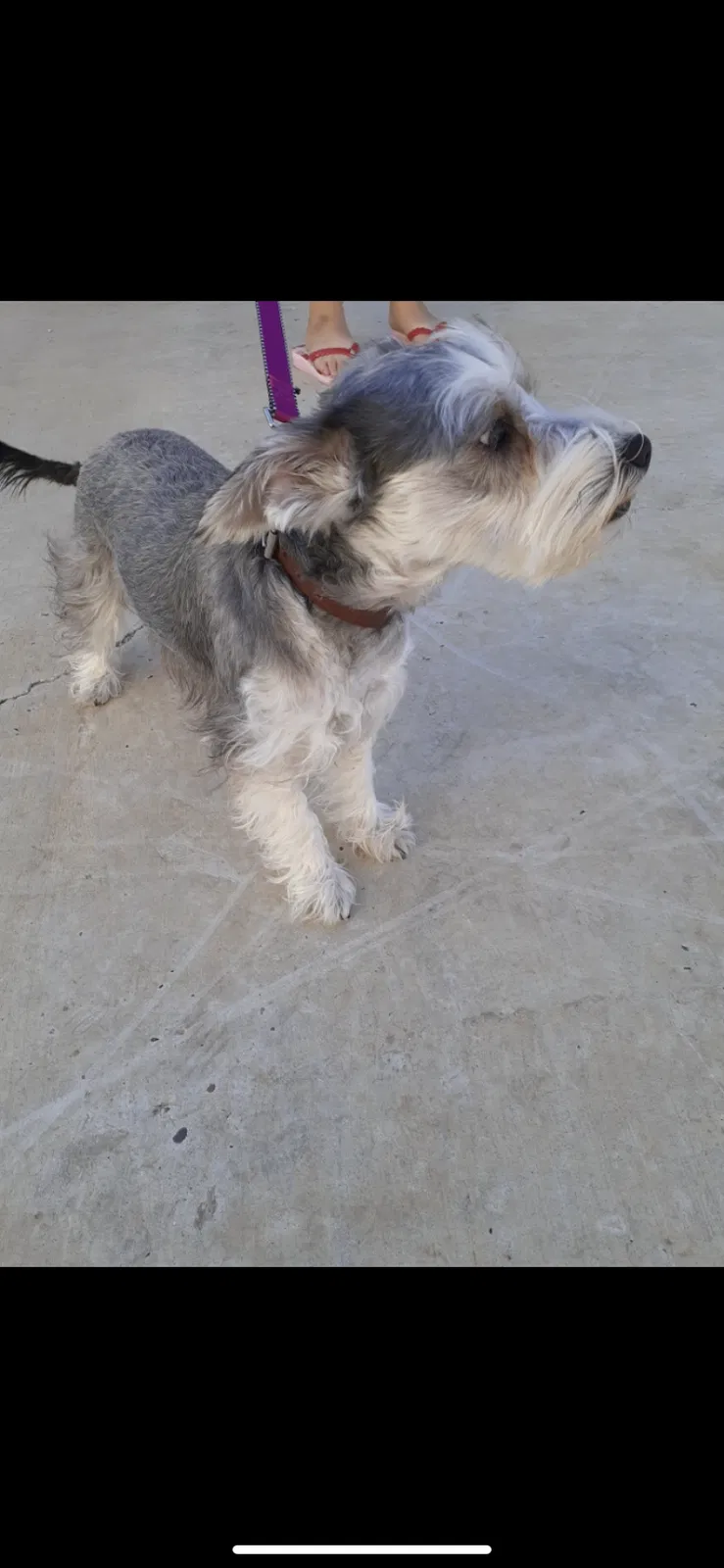 Lost dog in Laredo, TX, 78046