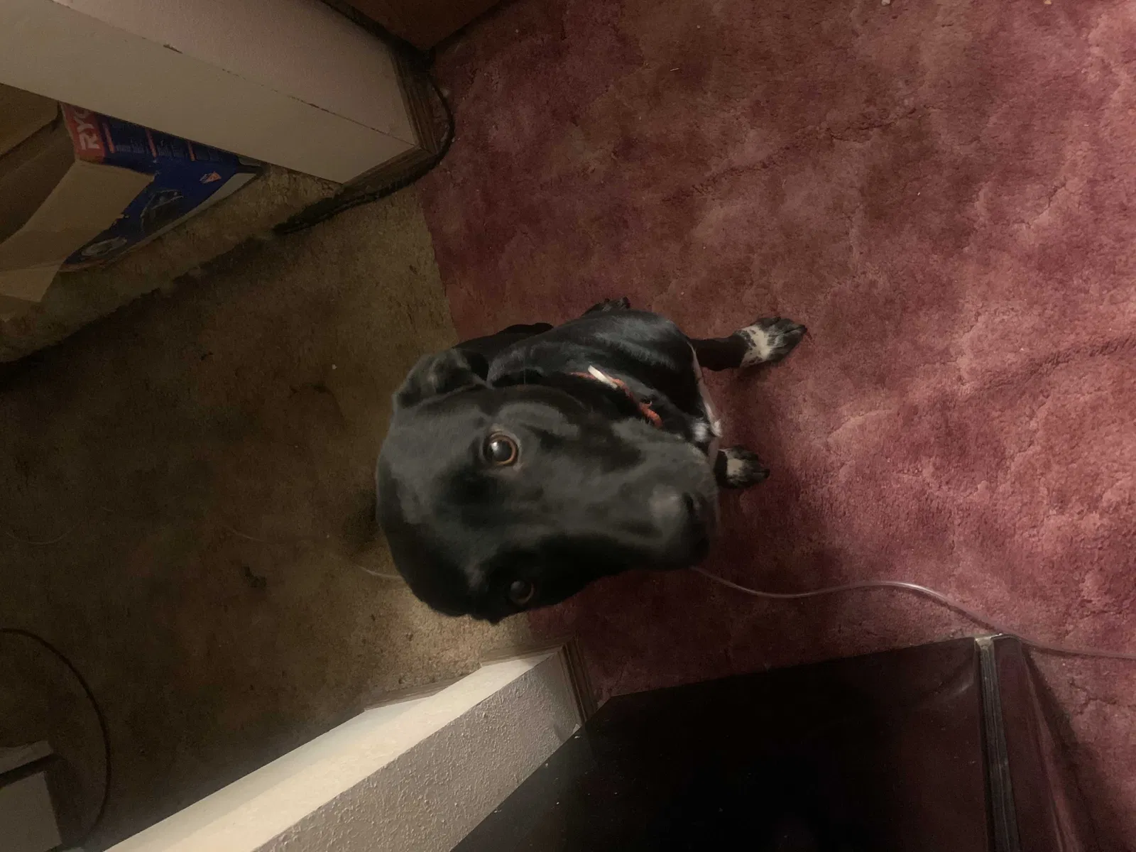 Lost dog in Sioux Falls, SD, 57108