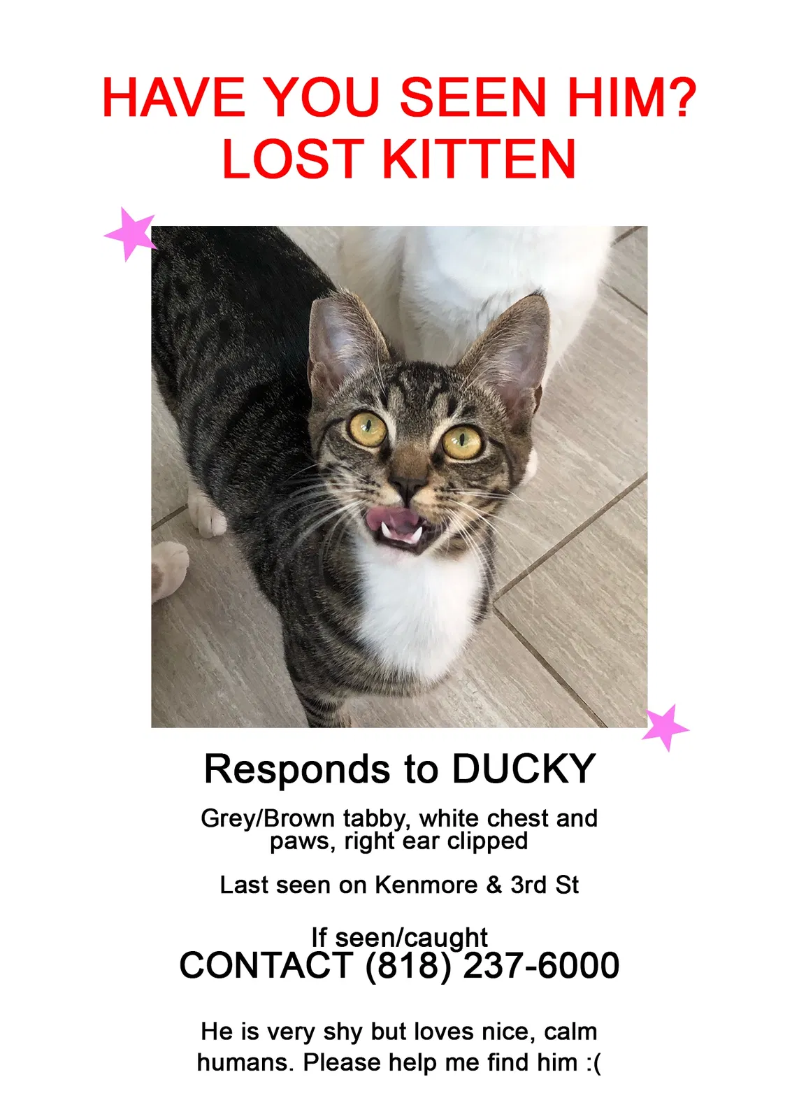 Lost cat in Los Angeles, CA, 90004
