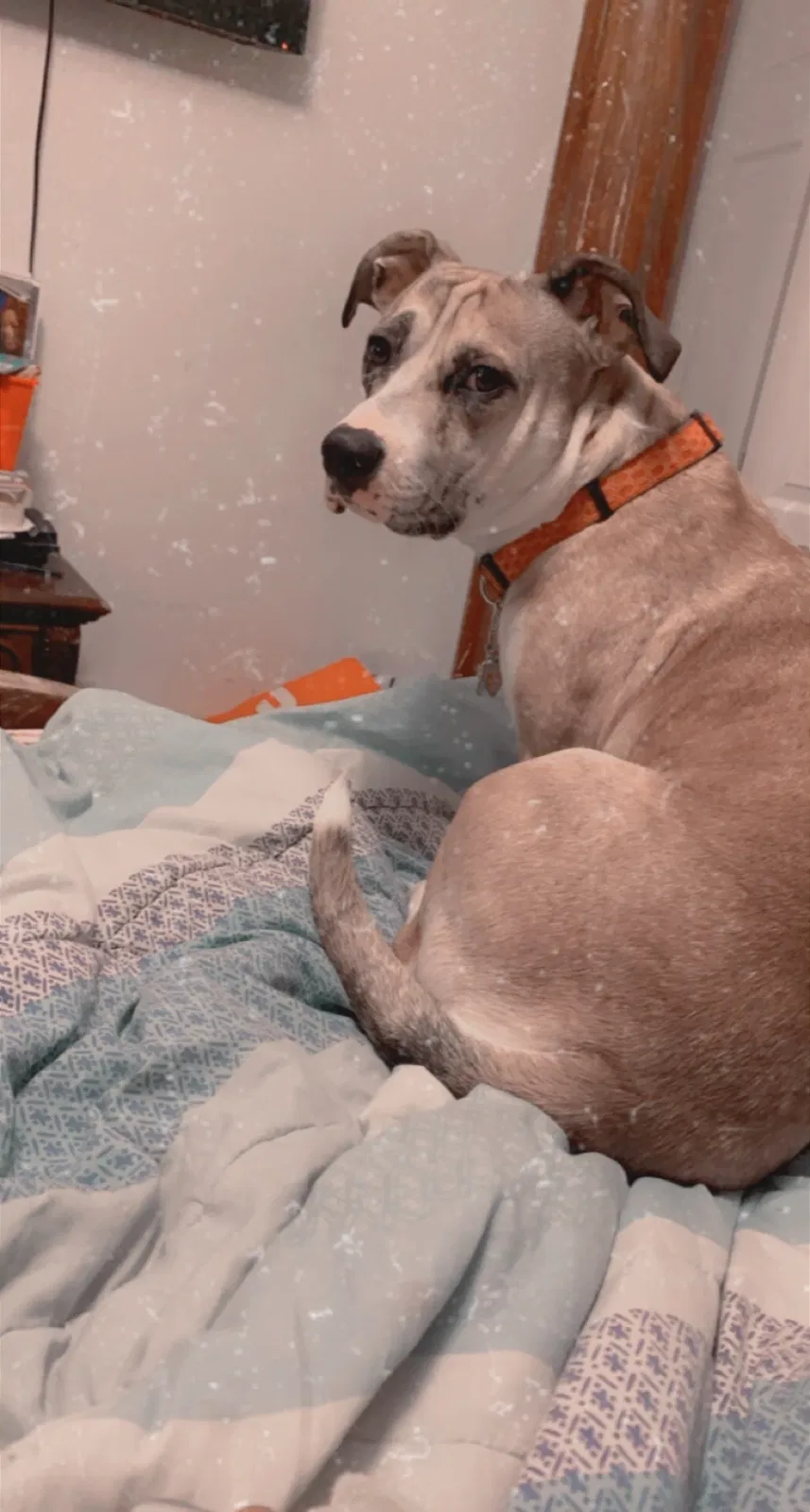 Lost dog in Lawrenceville, GA, 30046