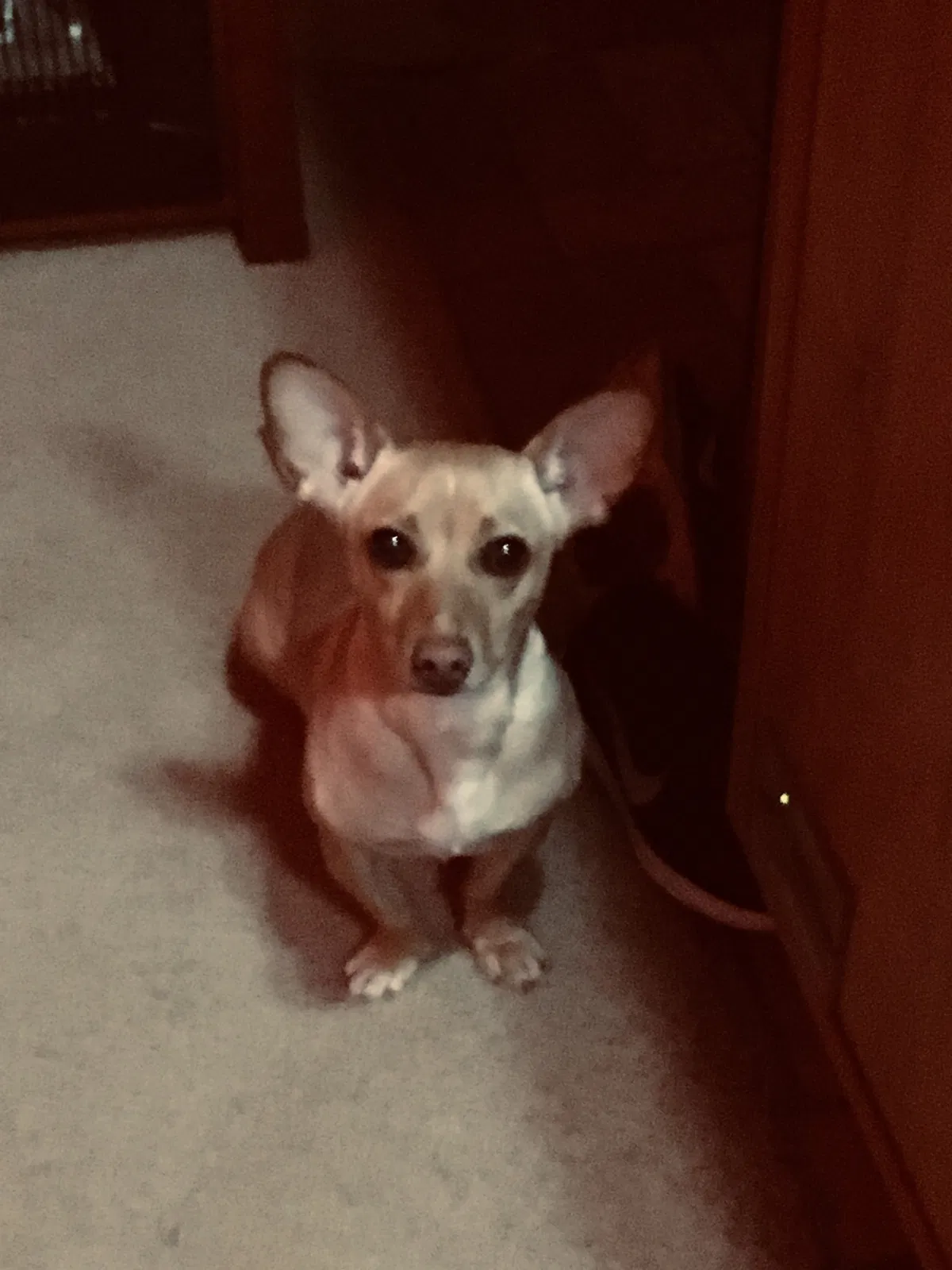 Lost dog in Dawsonville, GA, 30534