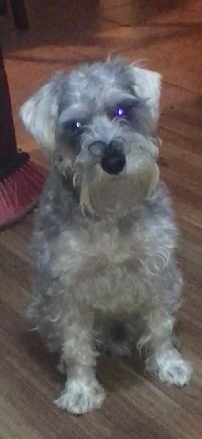Lost dog in New Brunswick, NJ, 8901