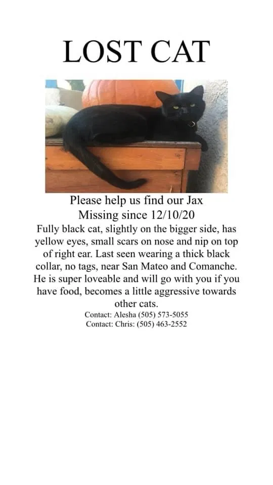 Lost cat in Albuquerque, NM, 87110