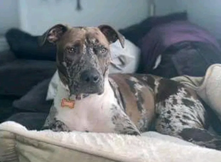 Lost dog in Tacoma, WA, 98403
