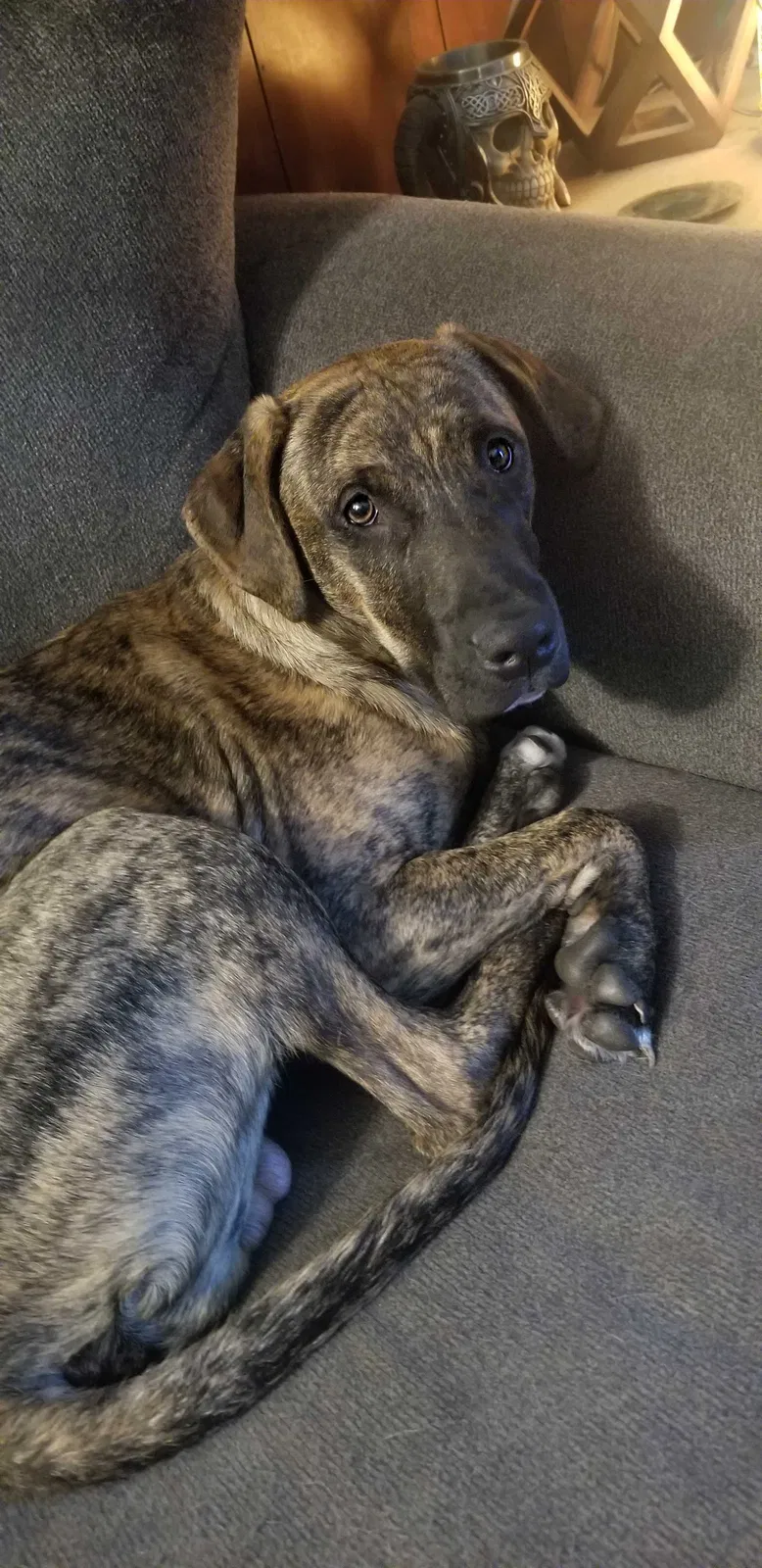 Lost dog in Lisbon, ND, 58054