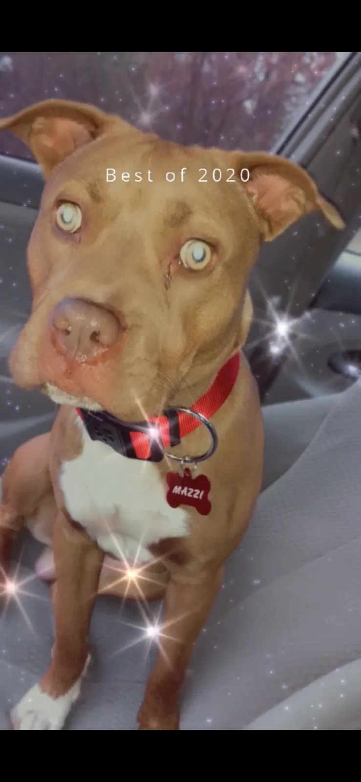 Lost dog in Stantonsburg, NC, 27883