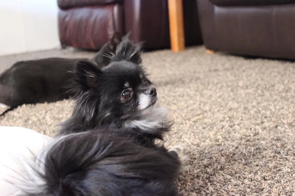 Lost dog in Saint David, AZ, 85630