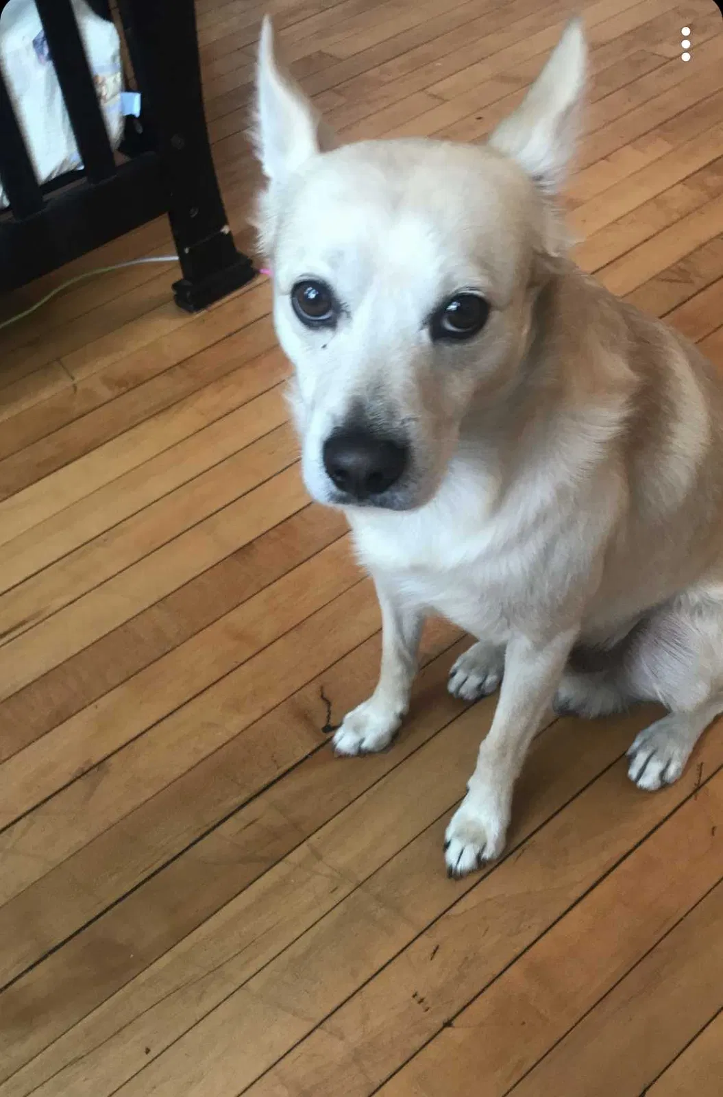 Lost dog in Chicago, IL, 60609