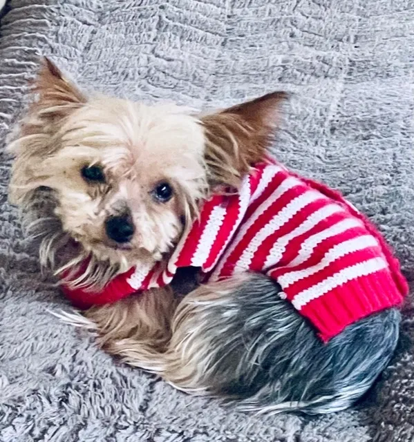 Lost dog in Elberta, AL, 36530