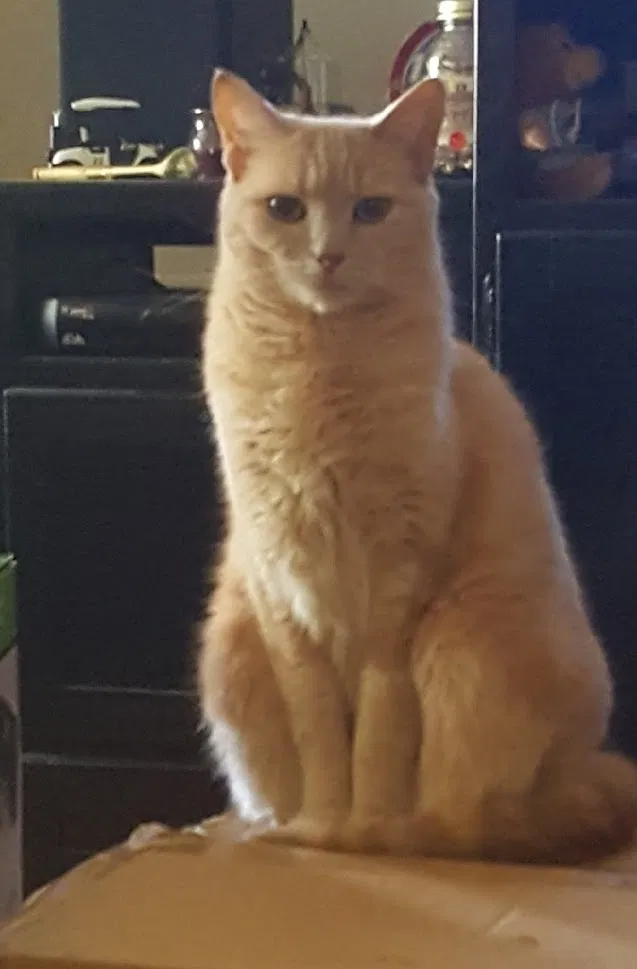 Lost cat in Salem, VA, 24153