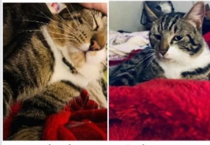 Lost cat in Austin, TX, 78717