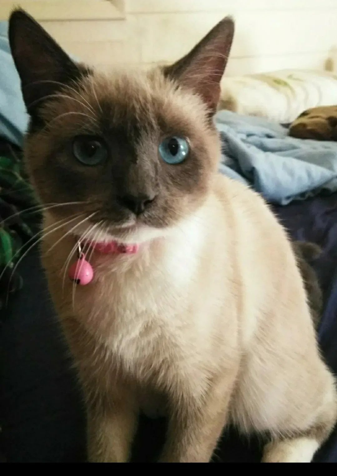 Lost cat in Orlando, FL, 32812