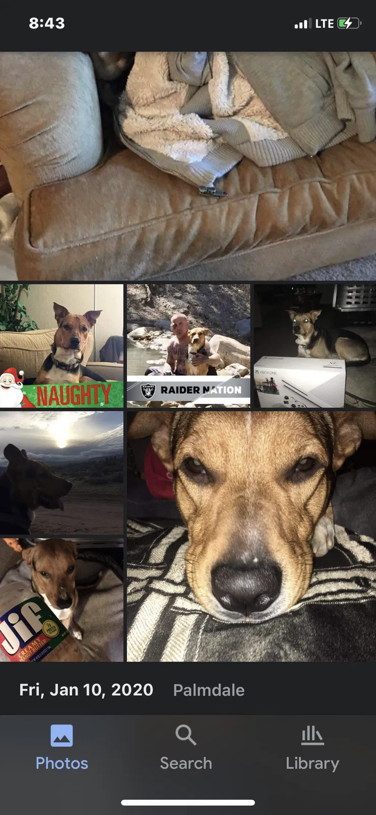Lost dog in Titusville, FL, 32780
