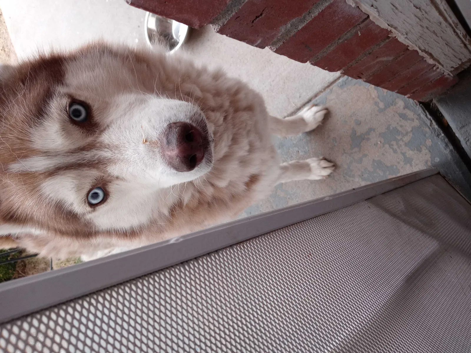 Found dog in El Paso, TX, 79936