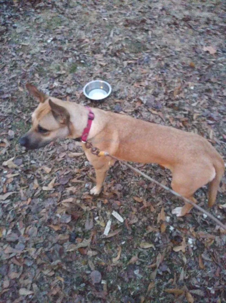 Lost dog in Fort Smith, AR, 72904