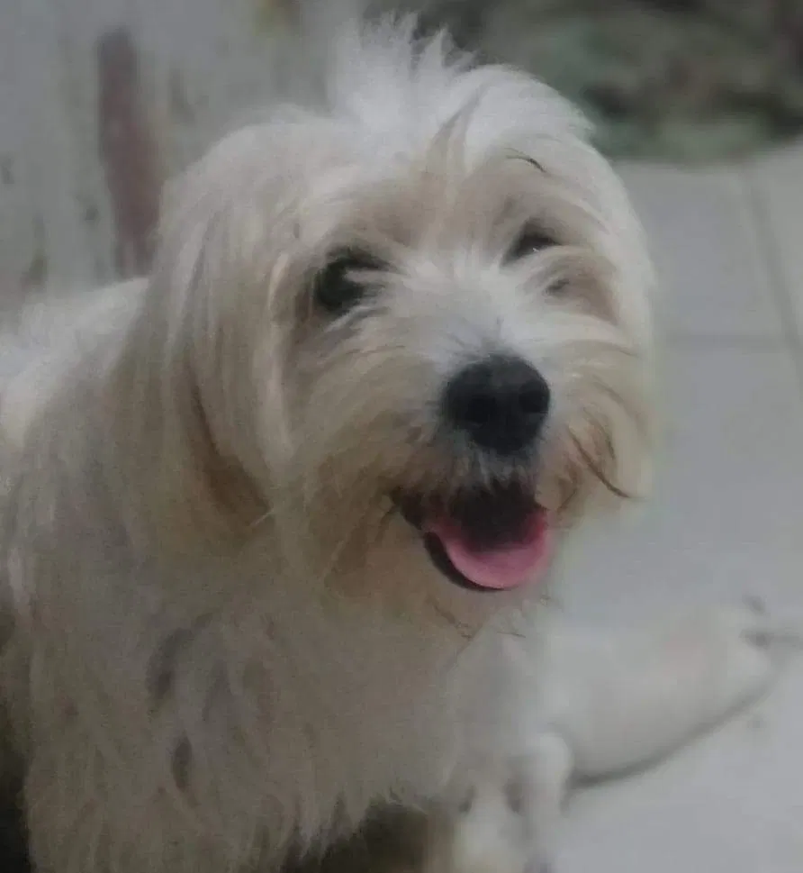 Lost dog in Fort Smith, AR, 72904
